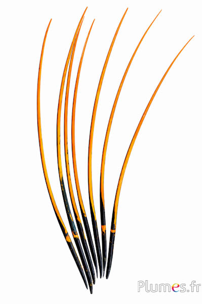 Gans Kiel - 25-30 cm - schwarz-safran